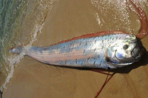 Drimel - kralj haringe Drimel - kralj haringe